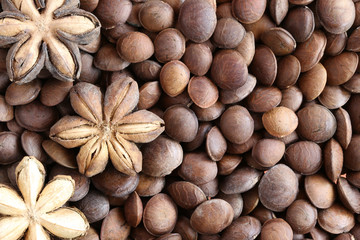 Legumes of Sacha inchi or Inca peanut.