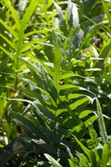 Maile scented Fern in nature garden