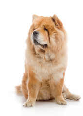 Chow-Chow  in studio on white background