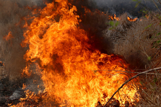 Summer wildfires burning in the Forest at rural area of Khon Kae