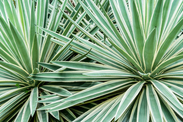Green agave leaves