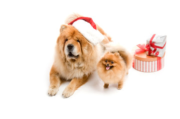 Chow-Chow in a red Santa Claus hat and spitz, Pomeranian dog near the stack of giftbox