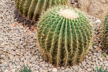 Cactus plant on gravel