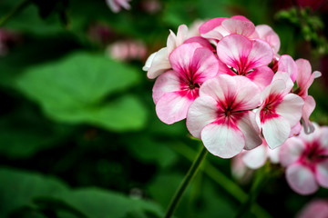 White and pink flower on green leaves