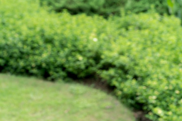 Obraz premium Abstract nature blur