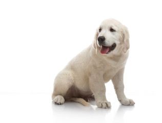 three-month puppy golden retriever ,shot in the studio on a white background