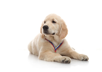 three-month puppy golden retriever ,shot in the studio on a white background