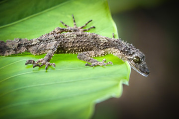 Gekko