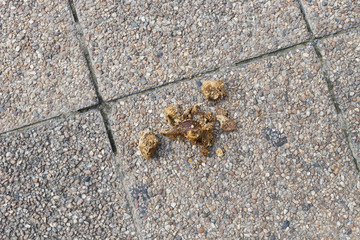 Dog Poop on ground