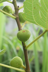 Figs on the branch of a fig tree
