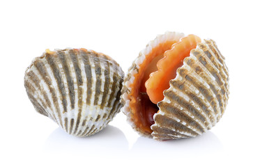 fresh cockles seafood on white background