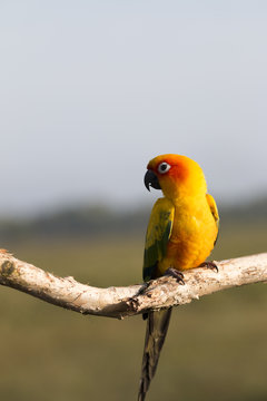 Parrot on a perch on wooden