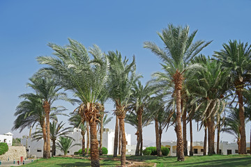 Fototapeta na wymiar Palm grove in a luxury hotel