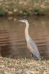 Syrugma Sibilatrix bird on land near water of the lake. Bird also known as Garça Maria Faceira in South America.