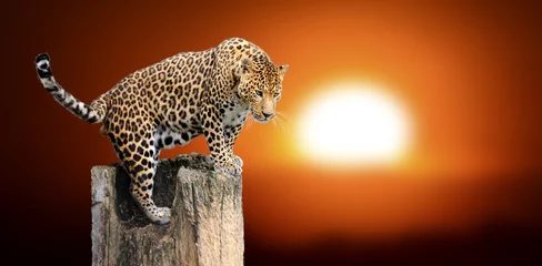 Tuinposter Leopard sitting on a tree © byrdyak