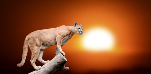 Puma stands on a tree
