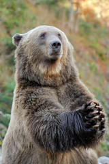 Brown bear (Ursus arctos) in nature