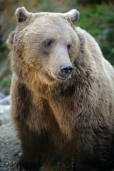Fototapeta premium Brown bear (Ursus arctos) in nature