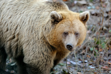 Naklejka na ściany i meble Brown bear (Ursus arctos) in nature