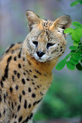 Serval cat (Felis serval)