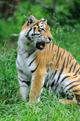 Fototapeta na wymiar Tigers on a grass