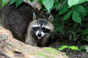 Obraz premium Raccoon in the forest