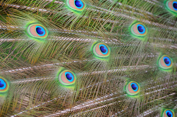 Fototapeta premium Peacock feather texture