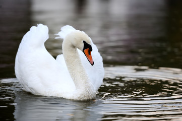 Swan in the lake