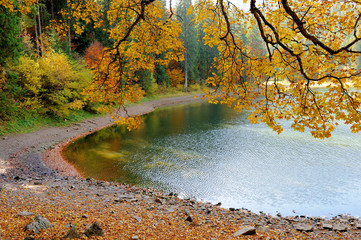 Forest lake in fall