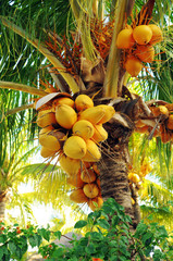 fresh ripe coconuts on a palm tree