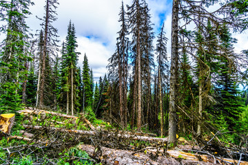 Dead trees affected by the Pine Beetle are being logged in the Shuswap Highlands of British Columbia, Canada