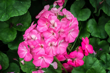 Pink flower on green leaves