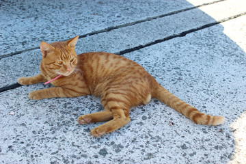 寝そべる茶色のトラ猫