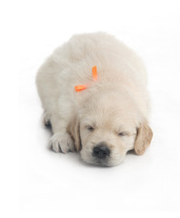 small cute golden retriever puppy,  on white background