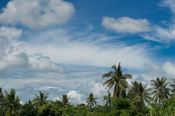 Fototapeta na wymiar Coconut and blue sky 
