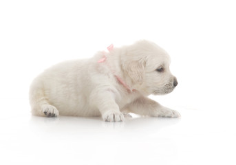 small cute golden retriever puppy,  on white background