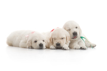 small cute golden retriever puppy,  on white background