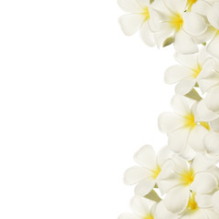 frangipani (plumeria), white flowers on white background

