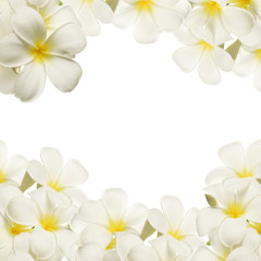 frangipani (plumeria), white flowers on white background


