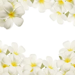 Zelfklevend Fotobehang frangipani (plumeria), witte bloemen op witte achtergrond © number1411