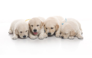 small cute golden retriever puppy,  on white background