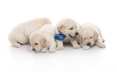 small cute golden retriever puppy,  on white background