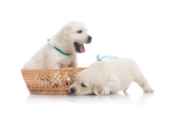 small cute golden retriever puppy,  on white background