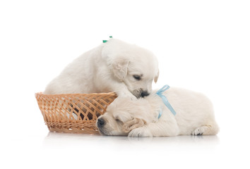 small cute golden retriever puppy,  on white background