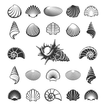 Sea shell silhouettes. Marine sand shells icons like nautilus or scallop vector illustration