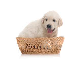 one onemonth golden retriaver witn broun basket . studio shot