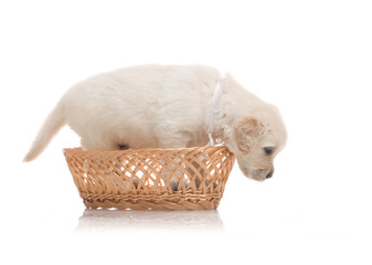 one onemonth golden retriaver witn broun basket . studio shot