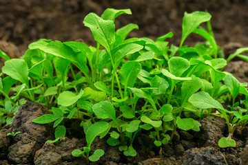 Young choy sum on soil, close up and selective focusing