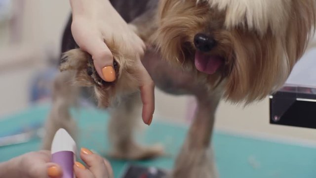 Female Groomer Hands Holding Pet Trimmer And Shaving Excessive Fur Of Cute Yorkshire Terrier Dog Paws 