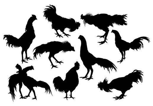 Silhouette of a variety of rooster, art vector design